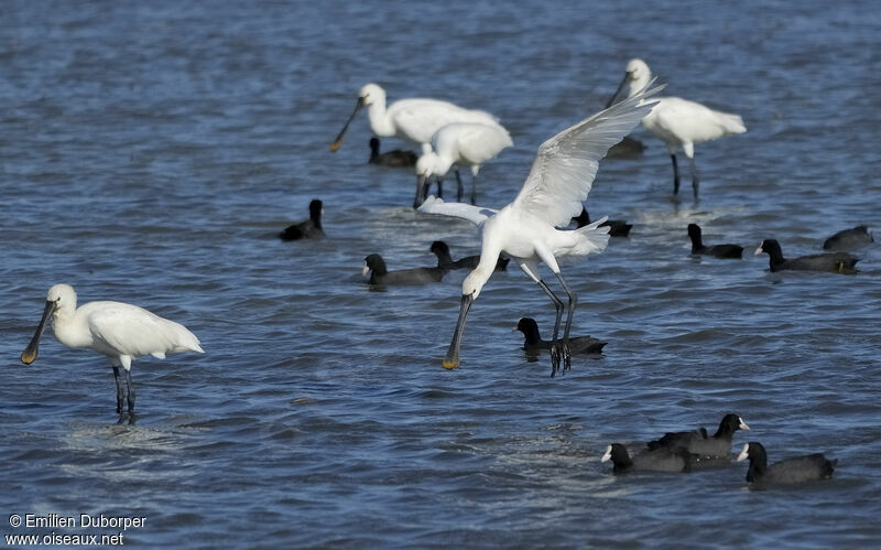 Eurasian Spoonbilljuvenile