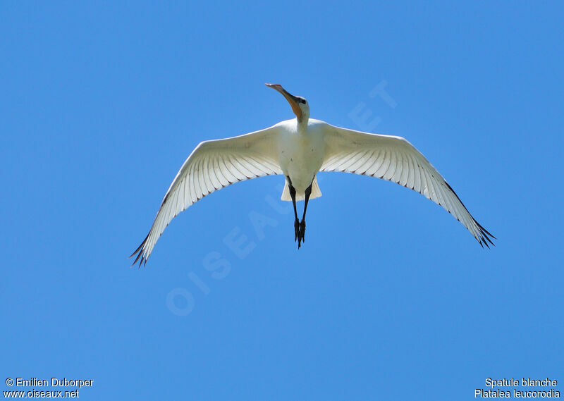 Eurasian Spoonbilljuvenile, Flight