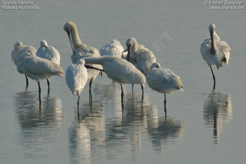 Eurasian Spoonbill