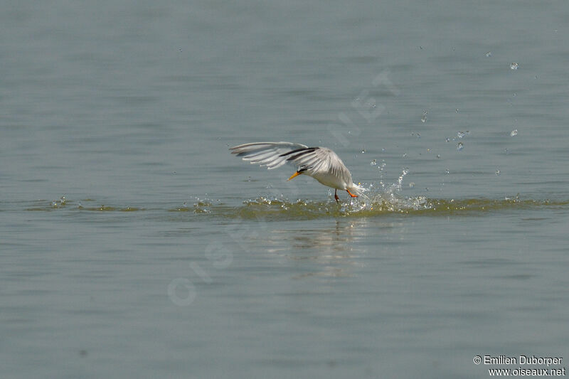 Little Ternadult, Flight