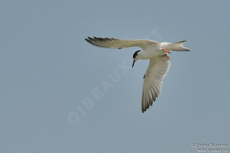 Little Ternadult, Flight