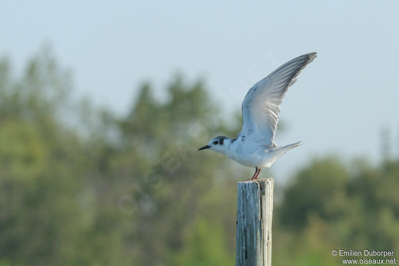 Common Ternjuvenile, Behaviour