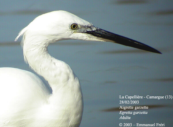 Aigrette garzette