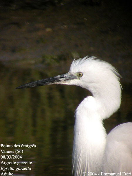 Aigrette garzette