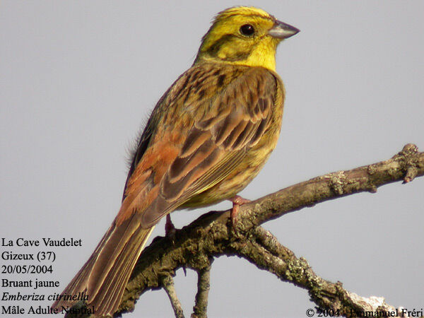 Bruant jaune