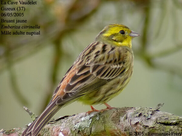 Bruant jaune