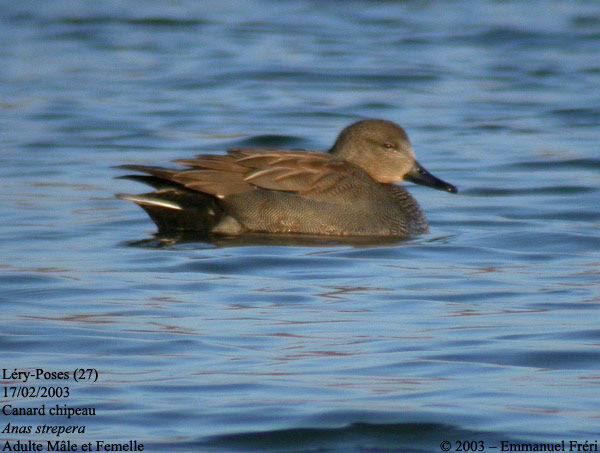 Gadwall