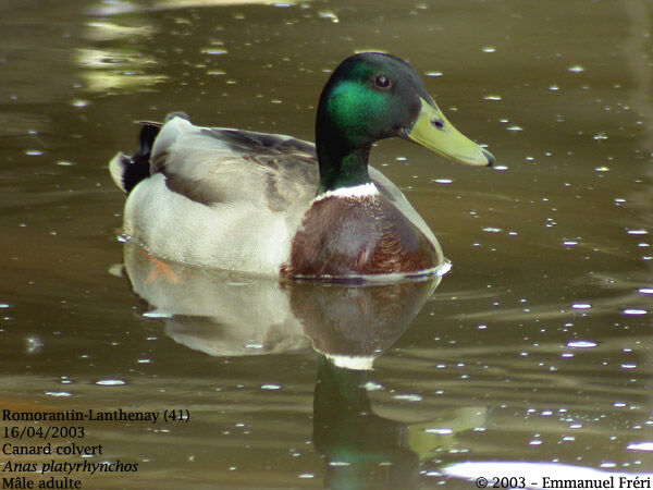 Canard colvert