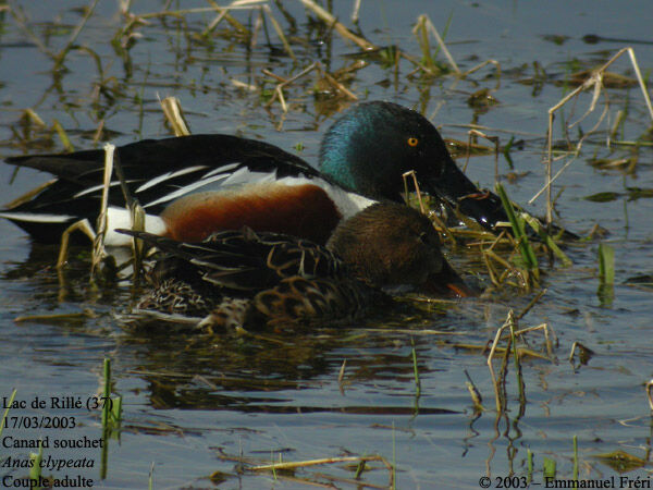 Northern Shoveler