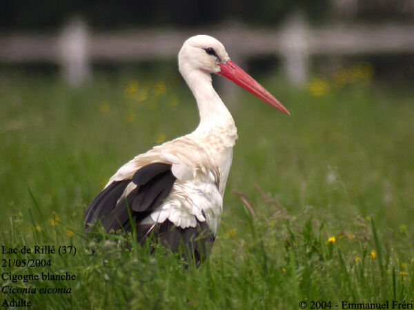 Cigogne blanche