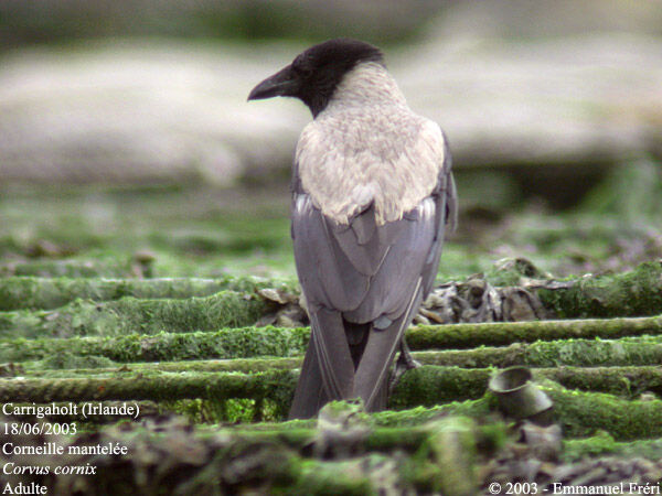 Hooded Crow