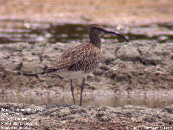 Eurasian Whimbrel