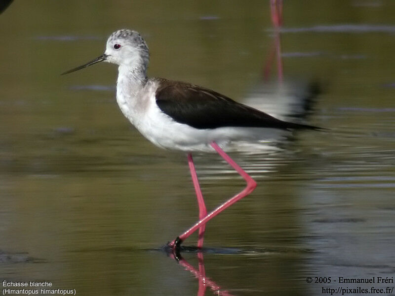 Black-winged Stilt