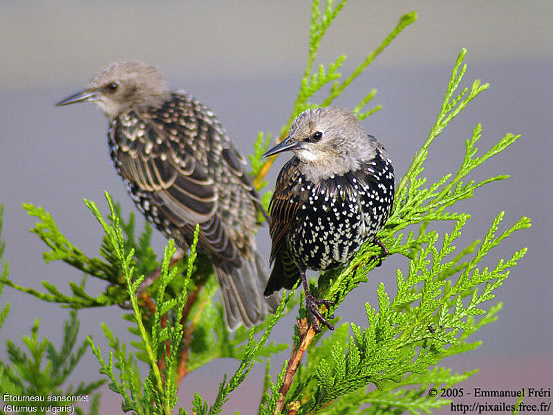 Common Starling