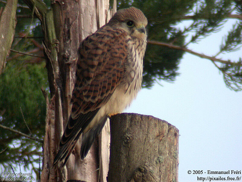 Faucon crécerelle