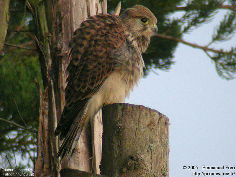 Faucon crécerelle