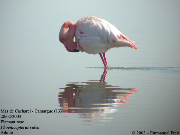 Greater Flamingo