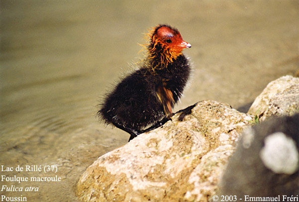 Foulque macroule