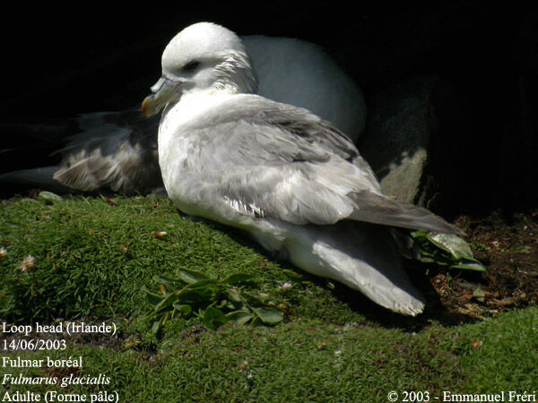 Fulmar boréal