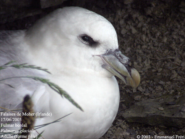 Fulmar boréal