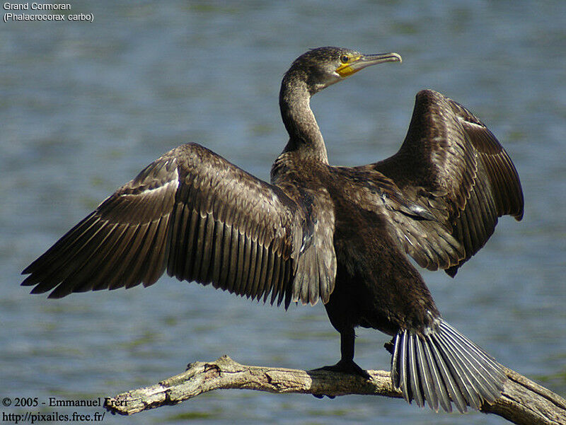 Grand Cormoran