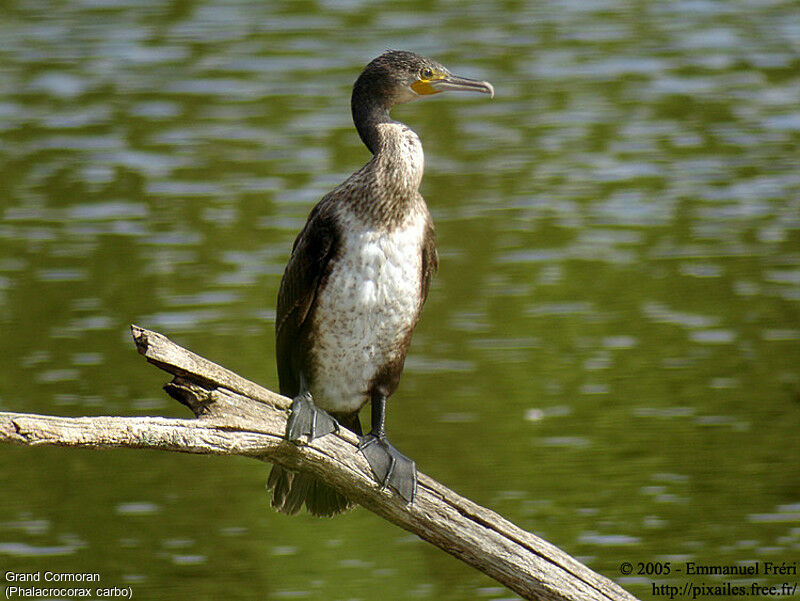 Great Cormorant