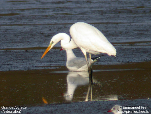 Great Egret