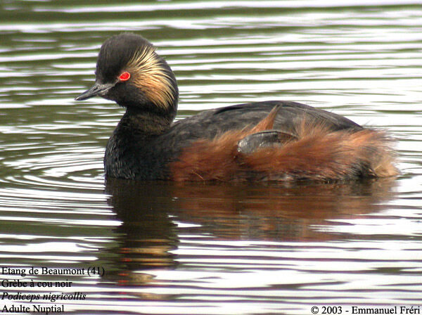 Black-necked Grebe