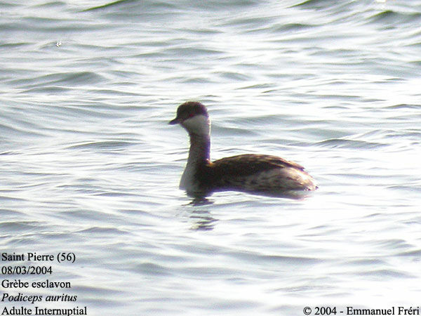 Horned Grebe