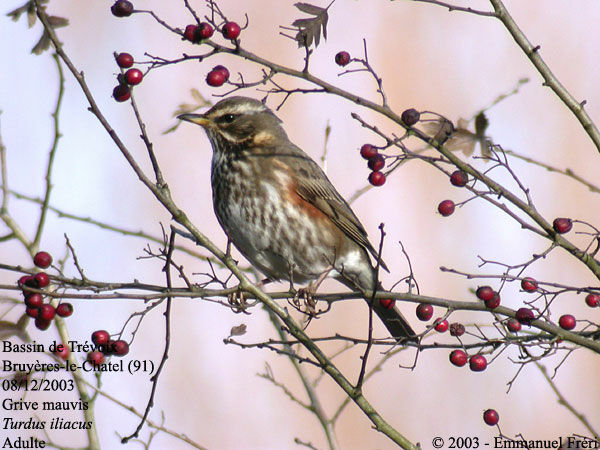 Redwing