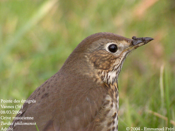 Song Thrush