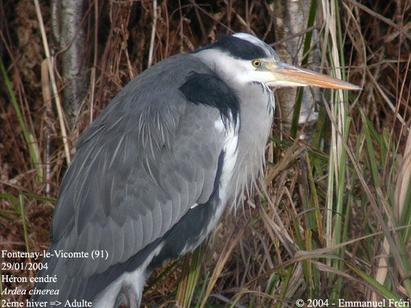 Grey Heron