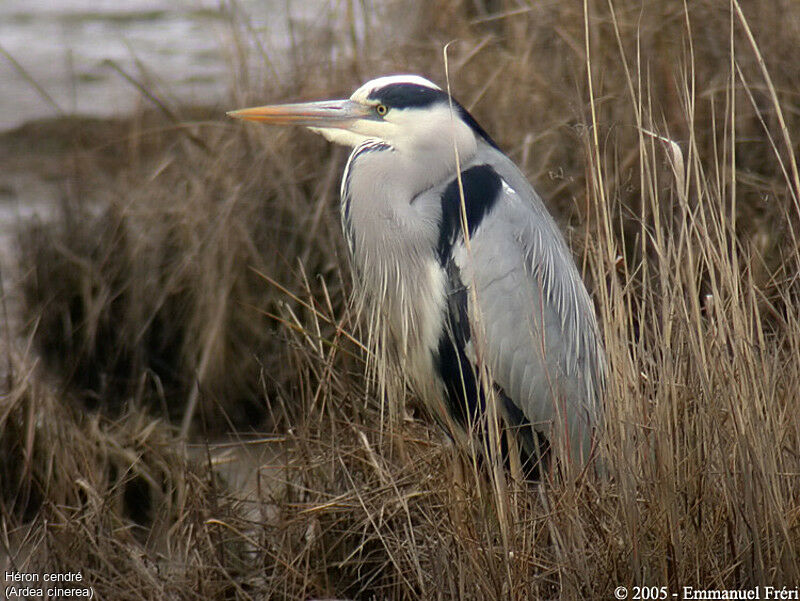 Grey Heron