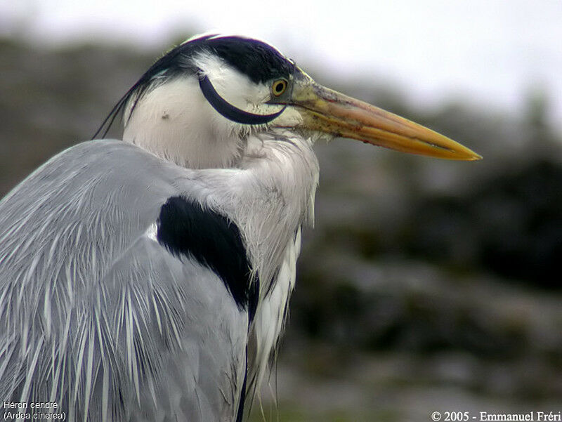 Grey Heron