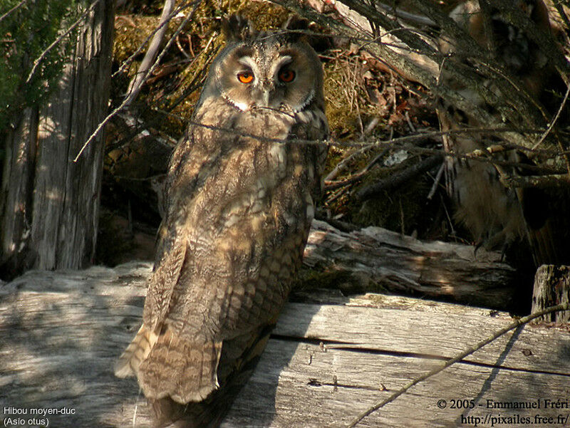 Hibou moyen-duc