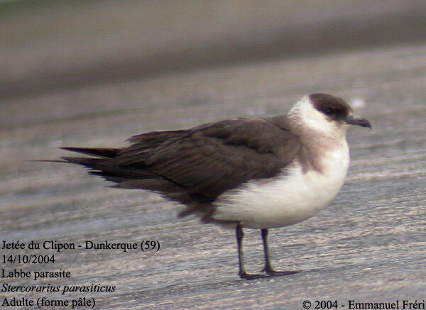 Parasitic Jaeger