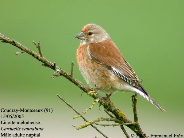 Linotte mélodieuse