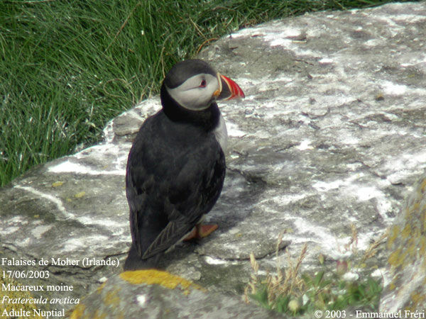 Atlantic Puffin