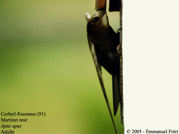 Common Swift