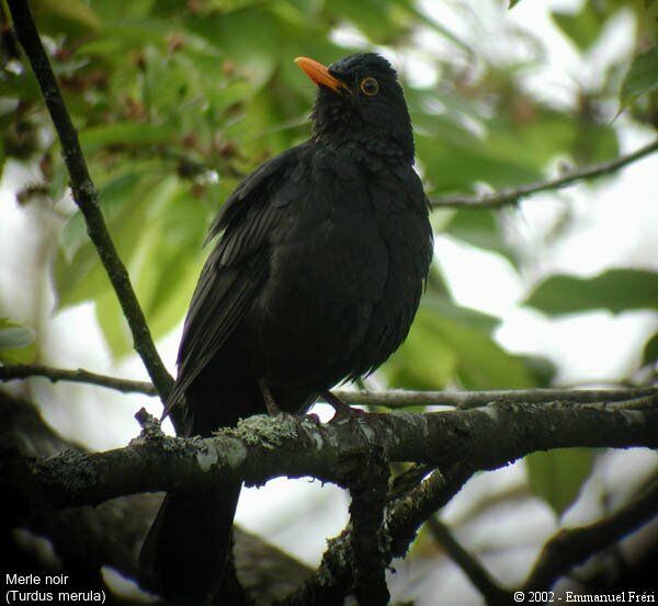 Common Blackbird