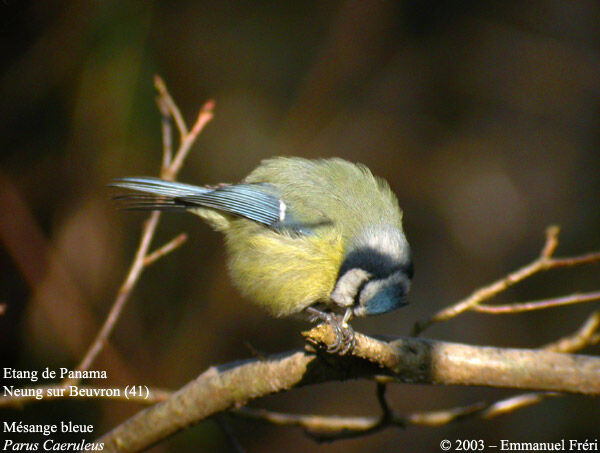 Eurasian Blue Tit