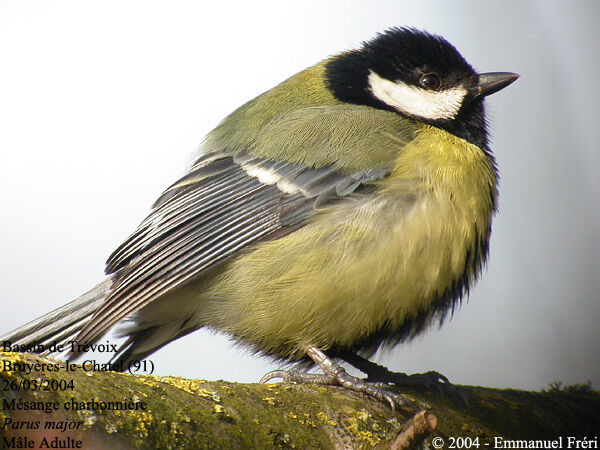 Great Tit