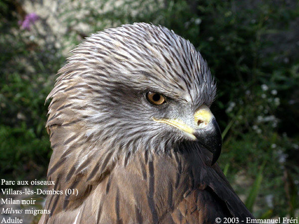 Black Kite