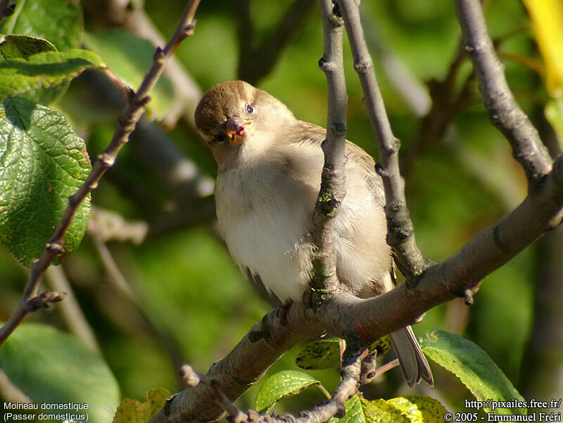 Moineau domestique