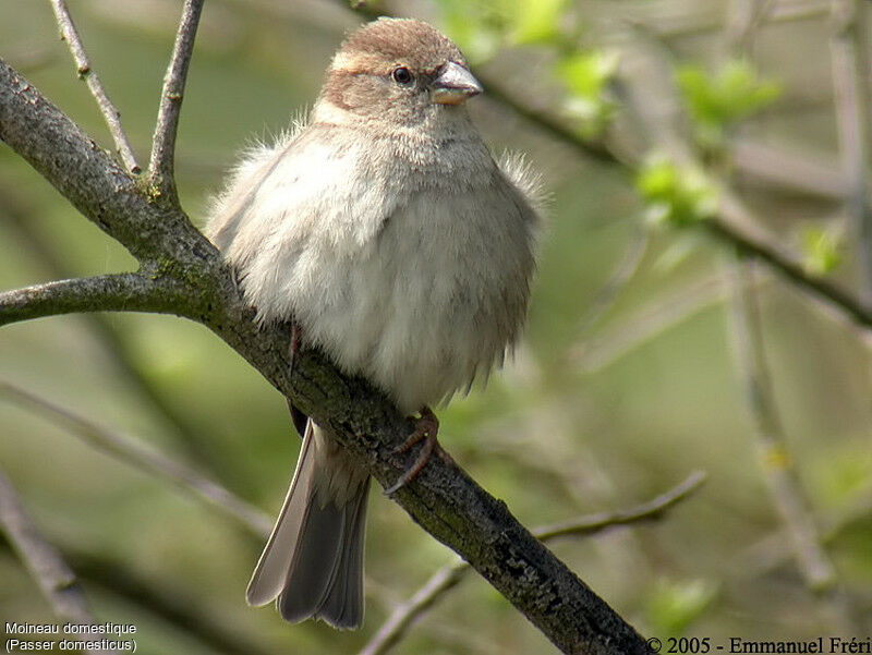 Moineau domestique