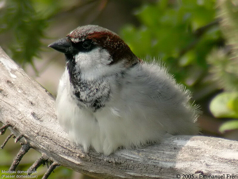 House Sparrow