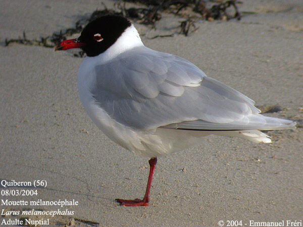 Mediterranean Gull