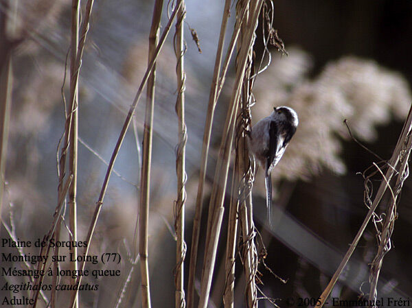 Long-tailed Tit