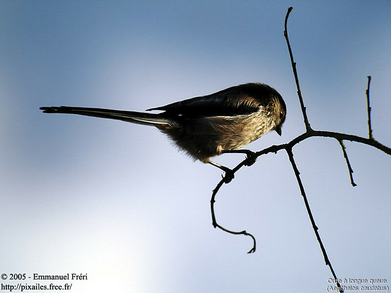 Long-tailed Tit