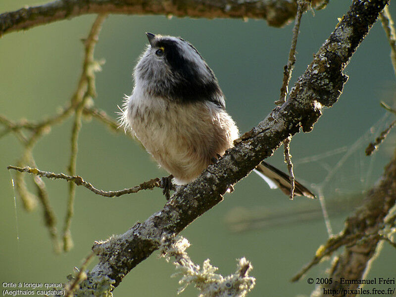 Long-tailed Tit